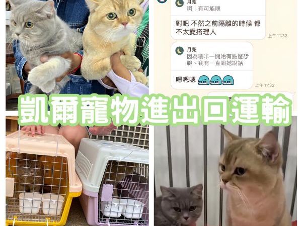 2025/08/22『柬埔寨』柬埔寨超可愛貓咪飛台灣找主人啦~~~~~